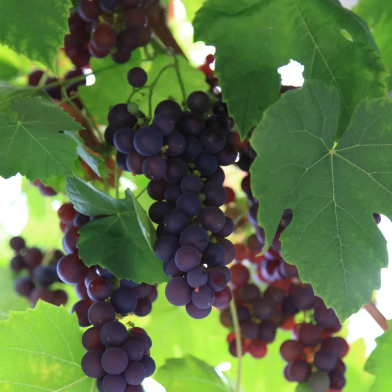 Staketdruva – Vitis labrusca Zilga (Storlek: C5)