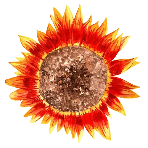 Solros Ring of Fire – Helianthus annuus Ring of Fire