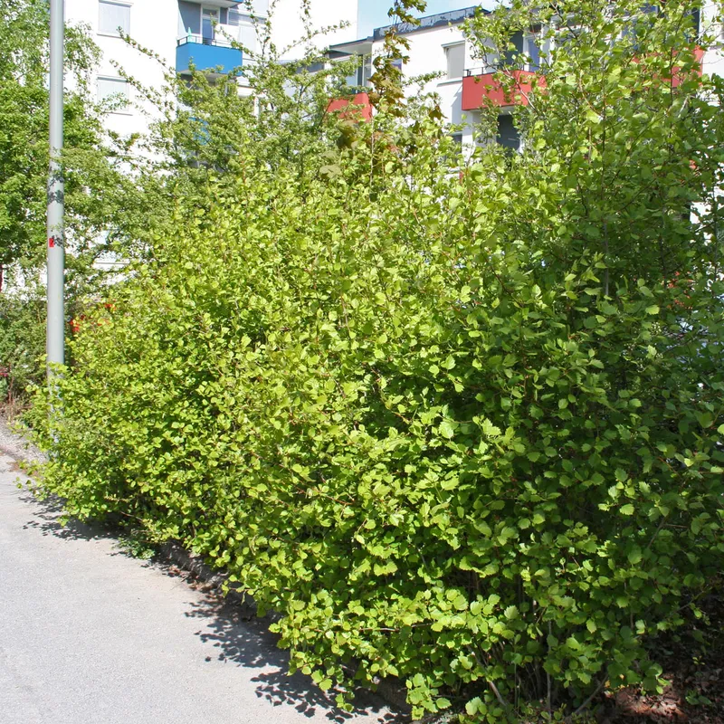 Häckhagtorn / Scharlakanshagtorn 10-pack – Crataegus intricata (Storlek: 30-50 barrot)