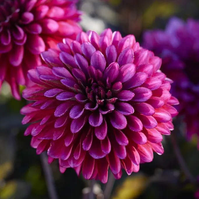 Dahlia Dekorativ Purple Flame 1st – Dahlia x pinnata Purple Flame