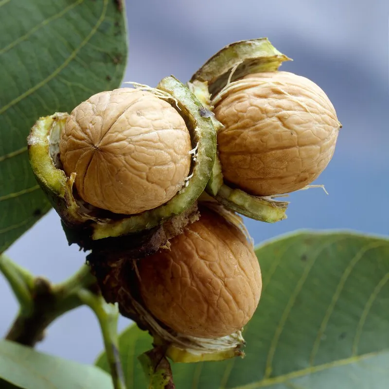 - Juglans regia Broadview (Storlek: utr 150-175 co)