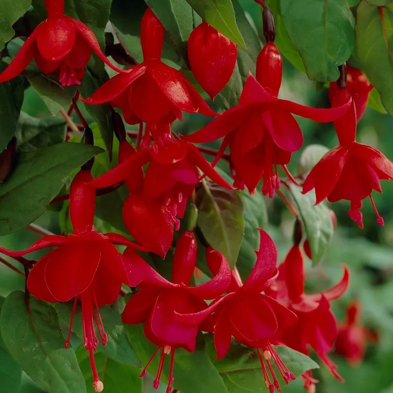 Hängfuchsia, Stickling 3-pack – Fuchsia Marinka