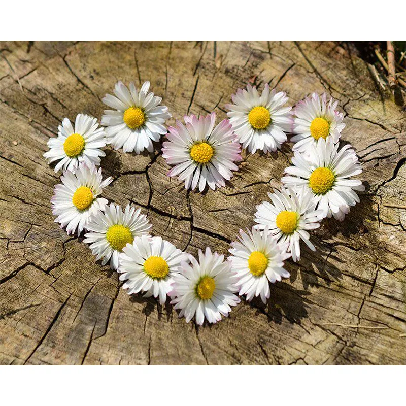 Gör-det-själv 5D hel diamant diamantmålning Love Daisy Cross Stitch Diamantbroderi 20X30CM