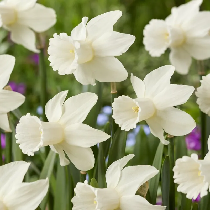Cyclamineusnarciss 5st – Narcissus cyclamineus Lady Madonna