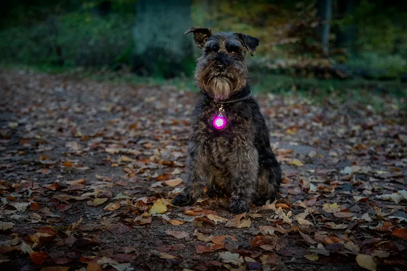 Dogman Dog Safety Light Flashing Lamp Burger LED Purple
