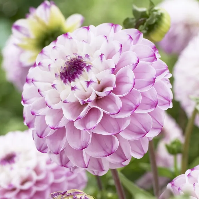 Dahlia Boll Genova 1st – Dahlia x pinnata Genova
