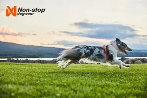 Line Harness 5.0 Hundsele Blå 4