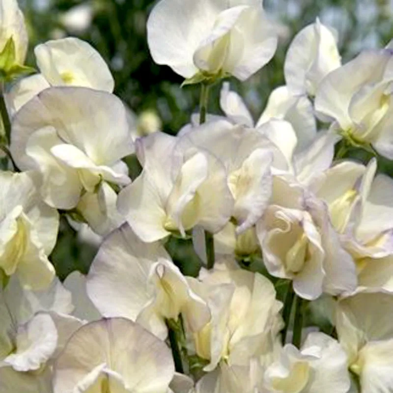 Luktärt Spencer Old Times – Lathyrus odoratus Spencer Old Times