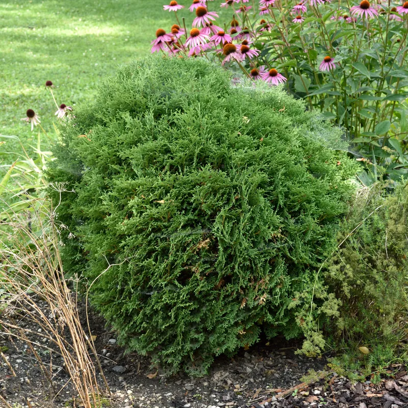 Klottuja - Thuja occidentalis Tiny Tim (Storlek: 25-30 co)