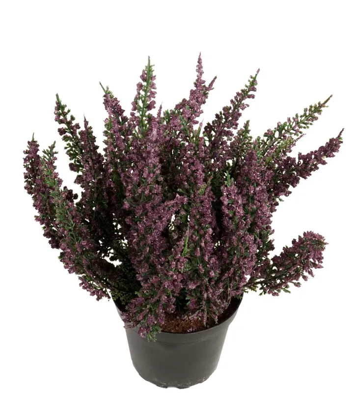 Ljung Lila – 28 cm