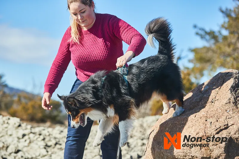 Ramble Hundsele Lila XL