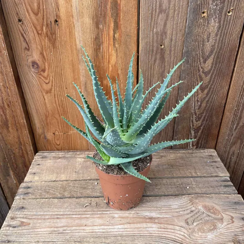 Trädaloe - Aloe arborescens