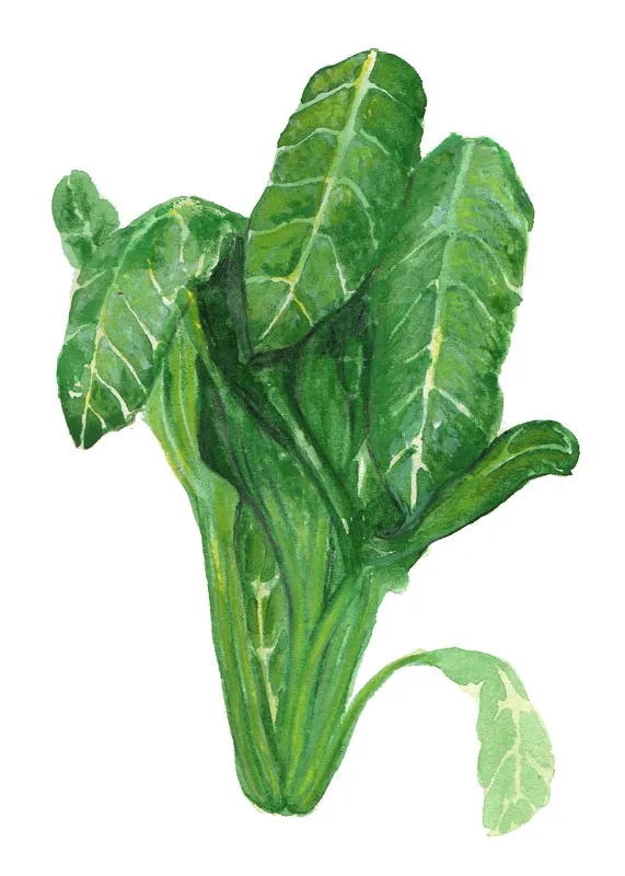 Mangold, Perpetual Spinach – Beta vulgaris Perpetual Spinach