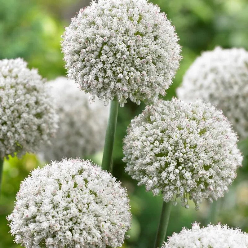 Allium 15st - Allium Ping Pong