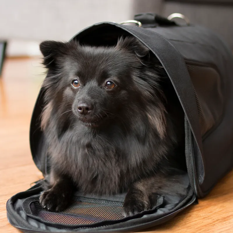 Dogman Transportväska Snobben Black