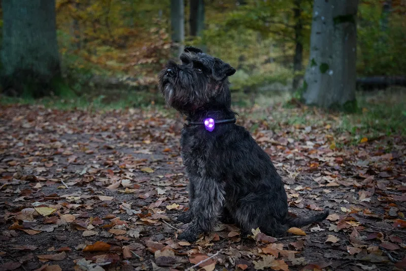 Dogman LED Silikonblinkande Lila