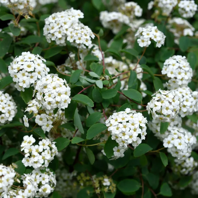 Bukettspirea – Spiraea × vanhouttei (Storlek: Häck C1)