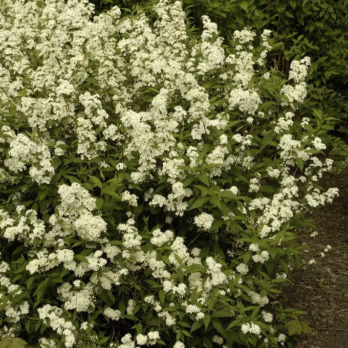 Deutzia - Deutzia x lemoinei (Storlek: busk C2)