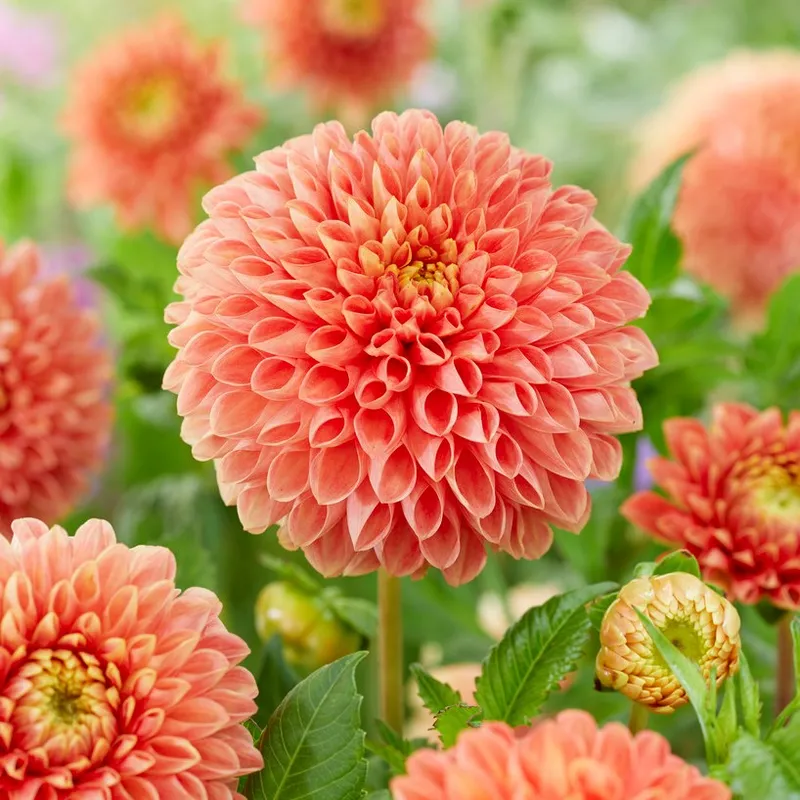 Dahlia Boll Jowey Linda 1st – Dahlia x pinnata Jowey Linda