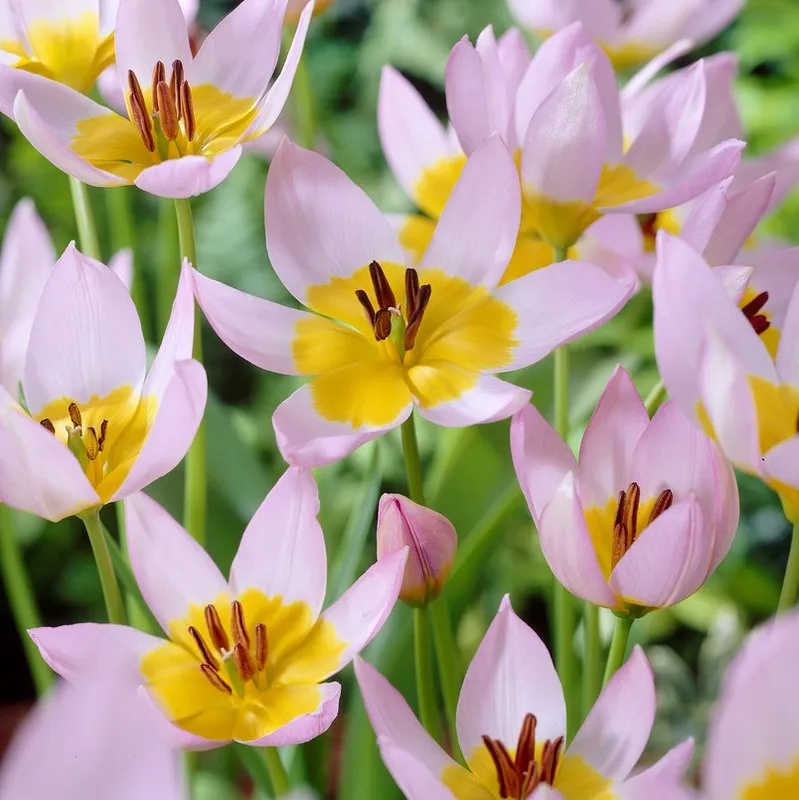 Kretatulpan 10st – Tulipa saxatilis