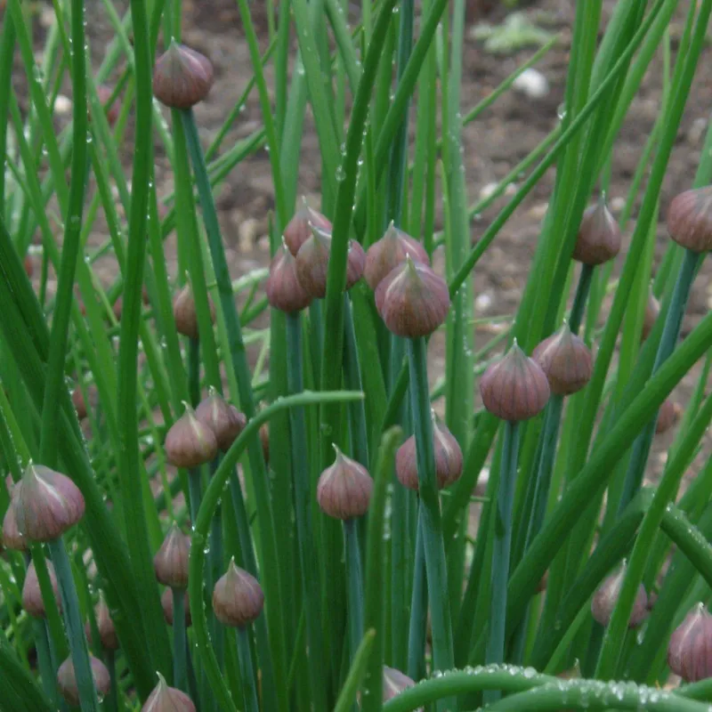 Gräslök, Stickling 3-pack - Allium schoenoprasum Prado