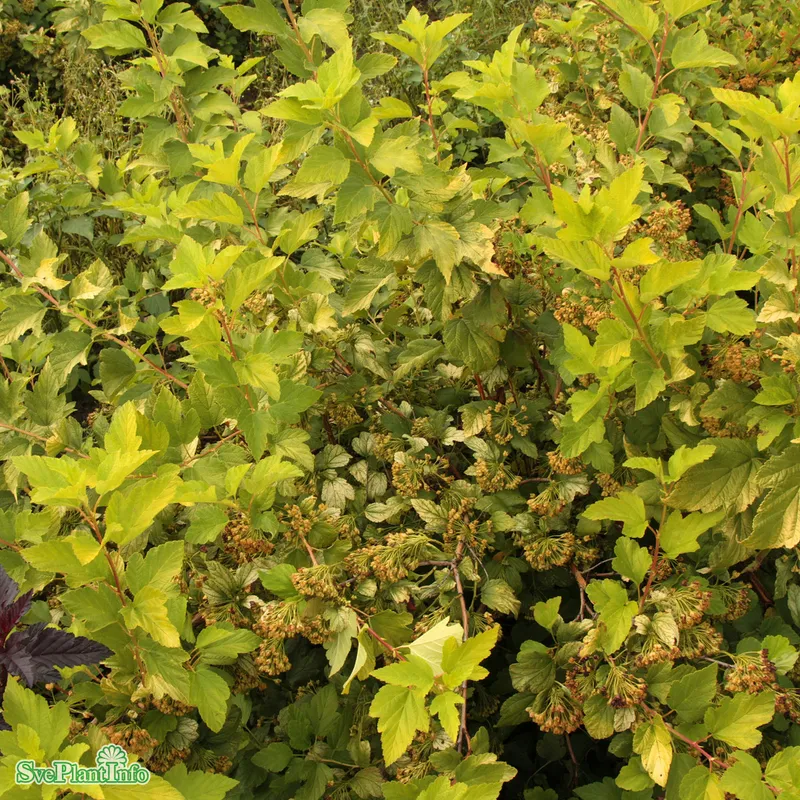 Smällspirea – Physocarpus opulifolius Angel Gold ® (Storlek: 30-40 C3)