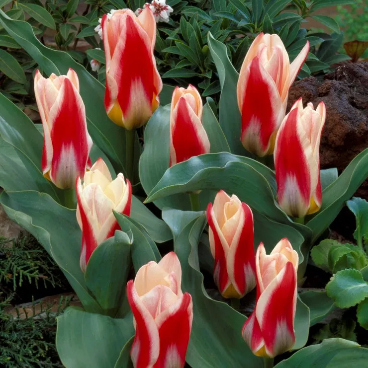 Näckrostulpan 7st - Tulipa kaufmania Ancilla