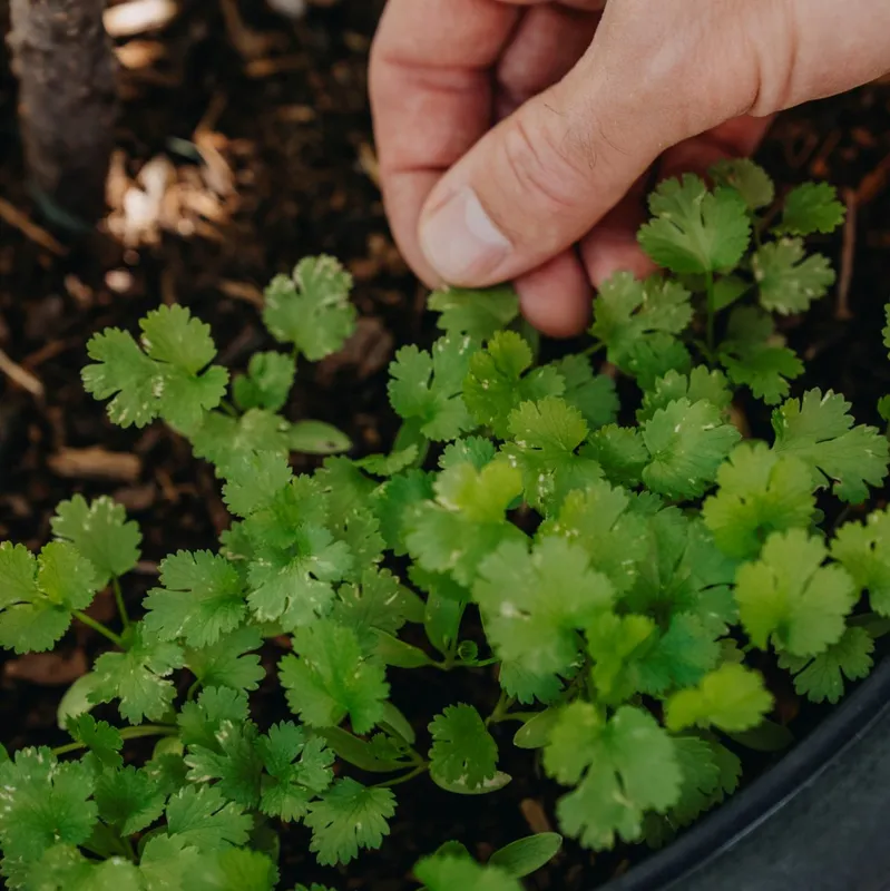 Koriander, Cruiser – Coriandrum sativum Cruiser