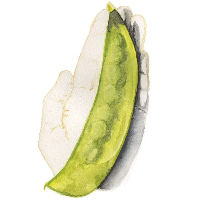 Gråsockerärt Lokförare Bergfälts Jätteärt – Pisum sativum Lokförare Bergfälts Jätteärt