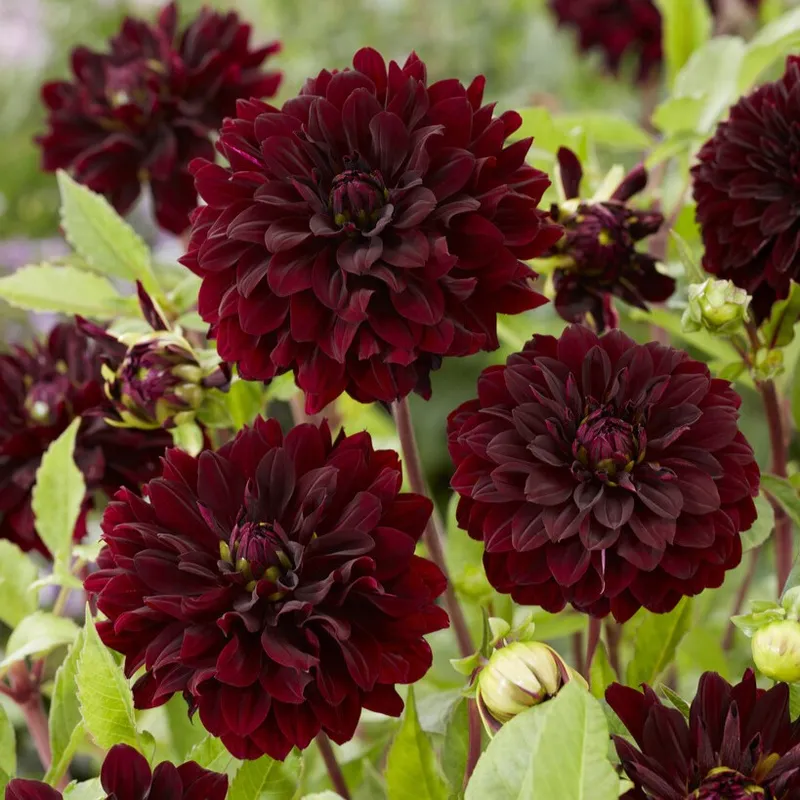 Dahlia Dekorativ Czarny Charakter (Sturm Black Pearl) 1st - Dahlia x pinnata Czarny Charakter