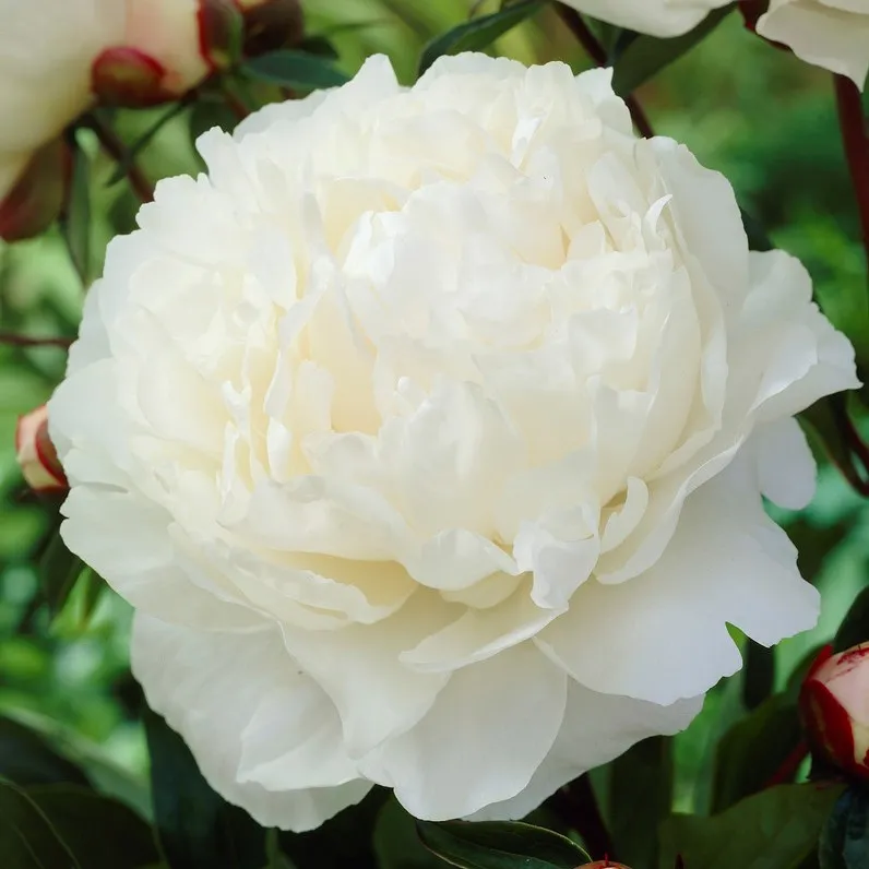 Luktpion, (höstleverans) – Paeonia lactiflora Gardenia