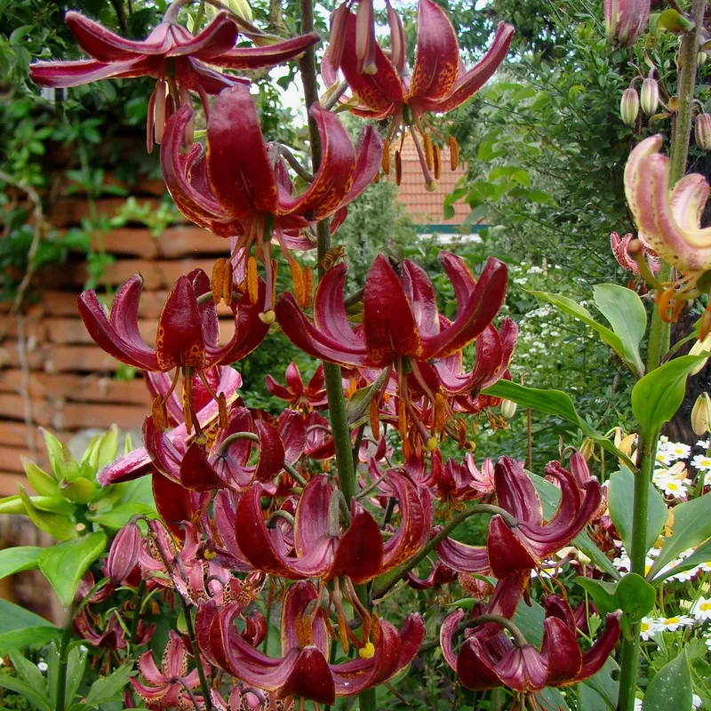 Krollilja Claude Shride 3st – Lilium martagon Claude Shrine