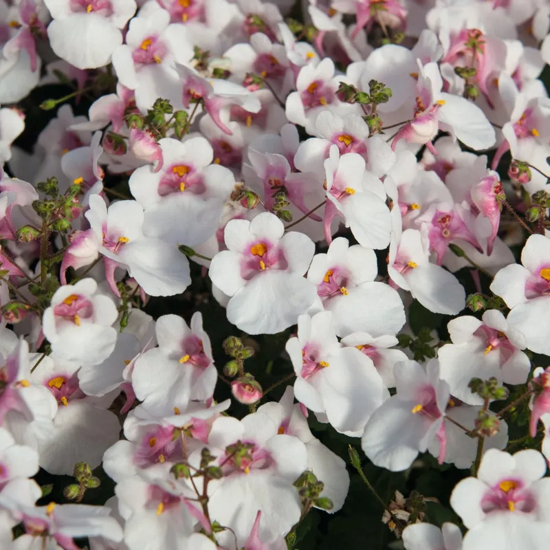 Tvillingsporre, Stickling 3-pack – Diascia barberae Breezee ® Plus White