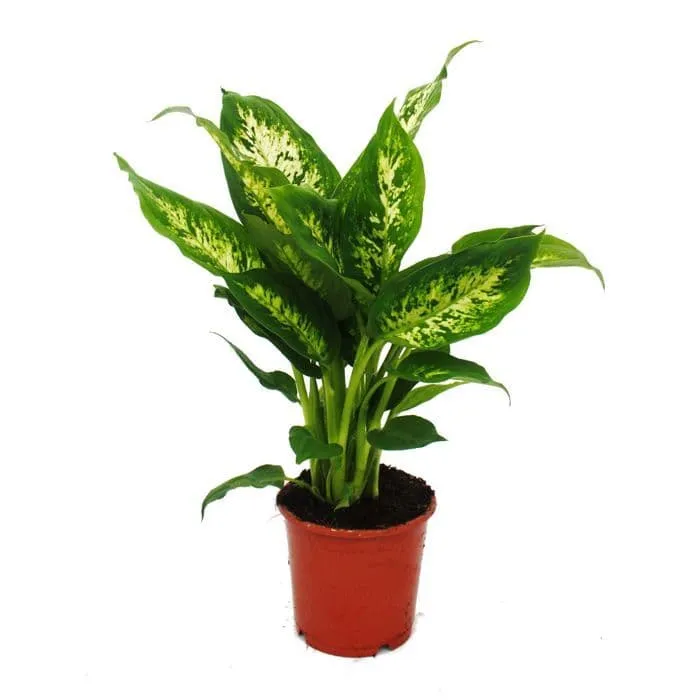 Exotenherz – Dieffenbachia ”Compacta” – 1 planta – lättskött krukväxt – renar luften – 12 cm kruka