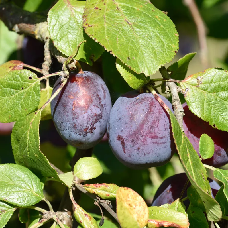 Plommon - Prunus domestica Avalon (Storlek: stam P. cer 2 års co)