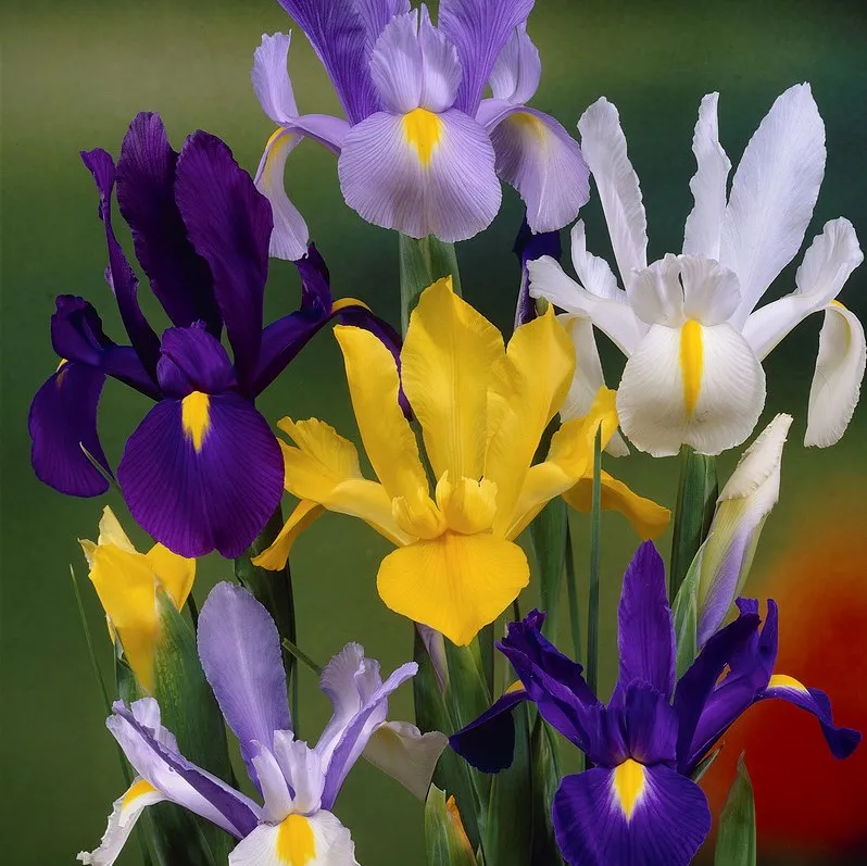 Iris Holländsk Mix 10st - Iris germanica