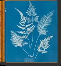 Anna Atkins