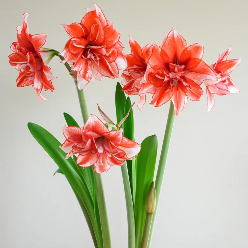 Amaryllis - Hippeastrum Flamed Amadeus ®