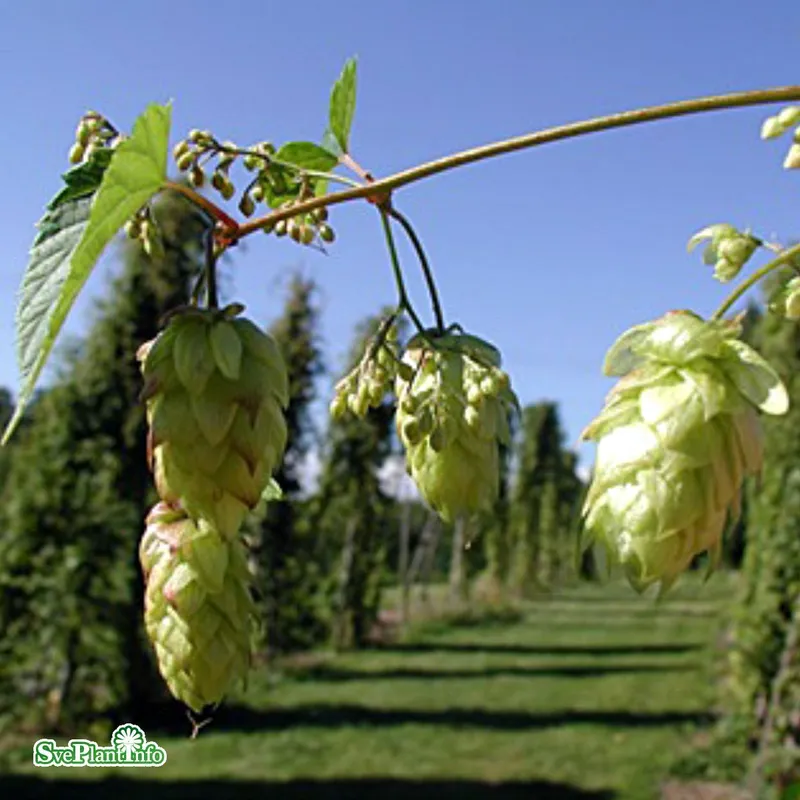Humle - Humulus lupulus Korsta (Storlek: C2)