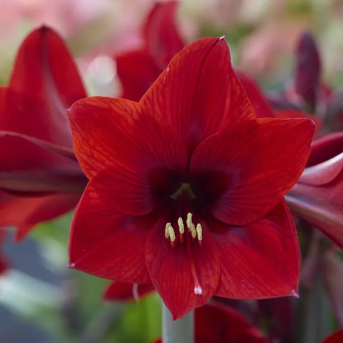 Amaryllis – Hippeastrum Floris Hekker ®