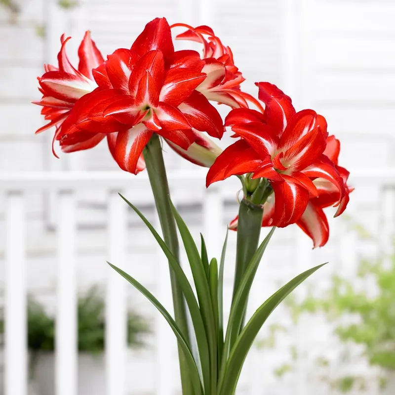 Amaryllis - Hippeastrum Splash ®