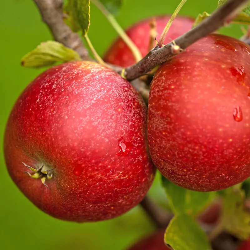 Vinteräpple Låg Stam - Malus domestica Ingrid Marie E (Storlek: stam B9 2 års co)