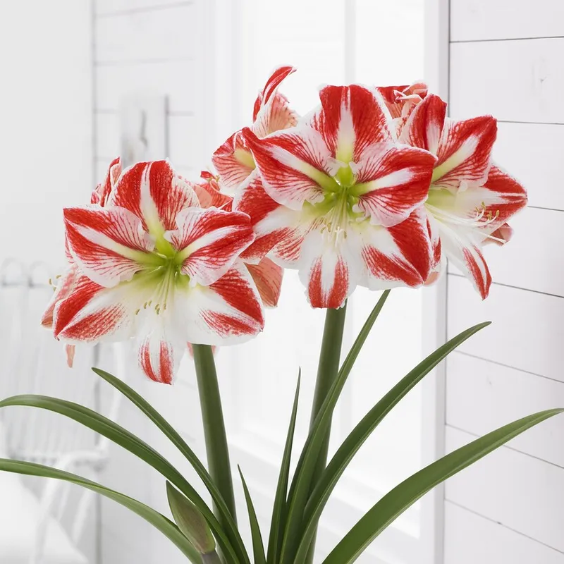Amaryllis - Hippeastrum Spartacus ®