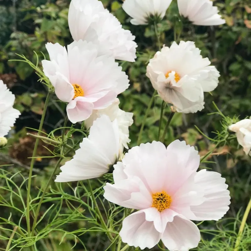 Rosenskära, Cupcake Blush – Cosmos bipinnatus Cupcake Blush