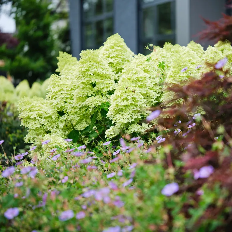 Vipphortensia – Hydrangea paniculata Magical Lime Sparkle ® (Storlek: busk C3)