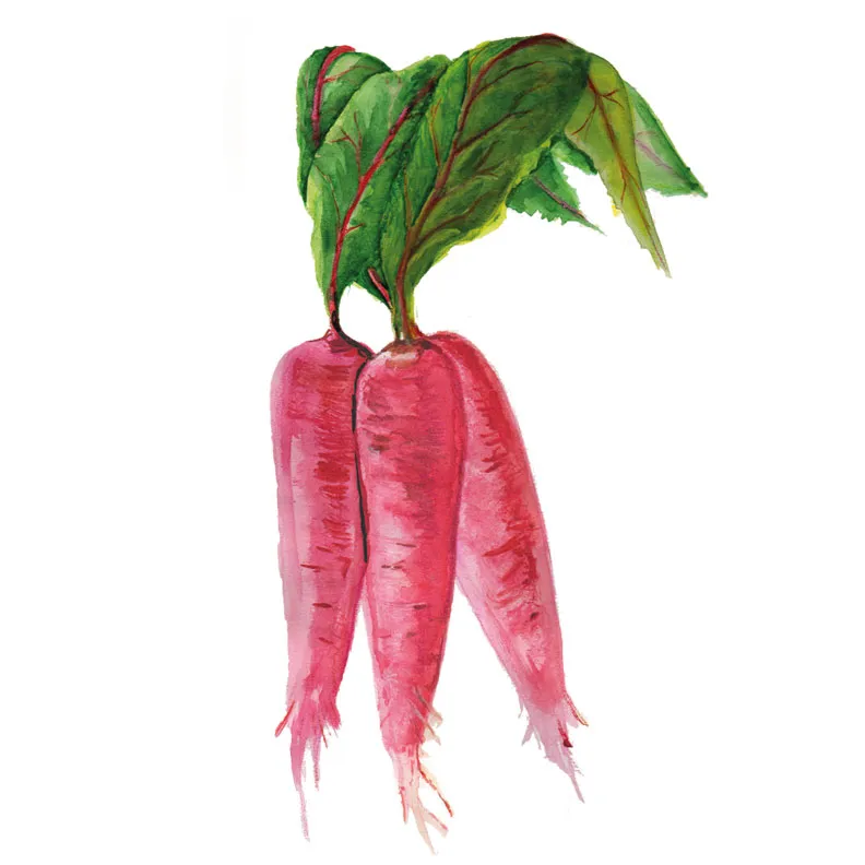 Rädisa Shunkyo - Raphanus sativus Shunkyo