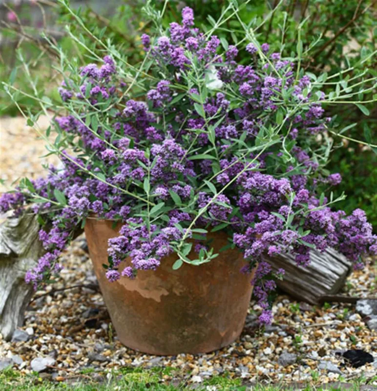 Sommarbuddleja - Buddleja alternifolia Unique ® (Storlek: busk C2)