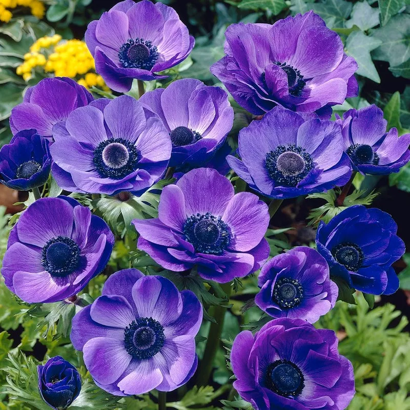 Bukettanemon Anemone coronaria Mr. Fokker 10st