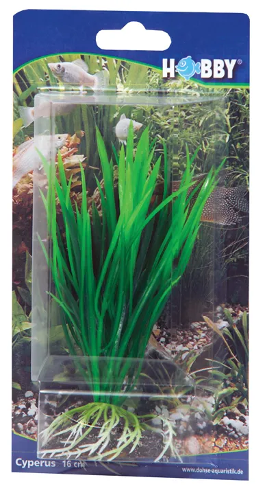 Dekorväxt Cyperus 16cm