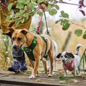 Weekend Warrior Hundsele - 100 - 120 cm / Ruby